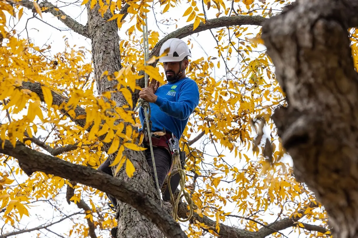 Skilled Tree Transplanting crew working in Alder